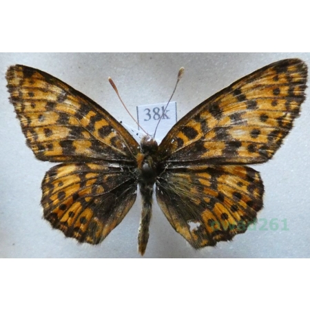 Boloria selene (Denis & Schiffermüller, 1775) male Dostojka selene Czech38k